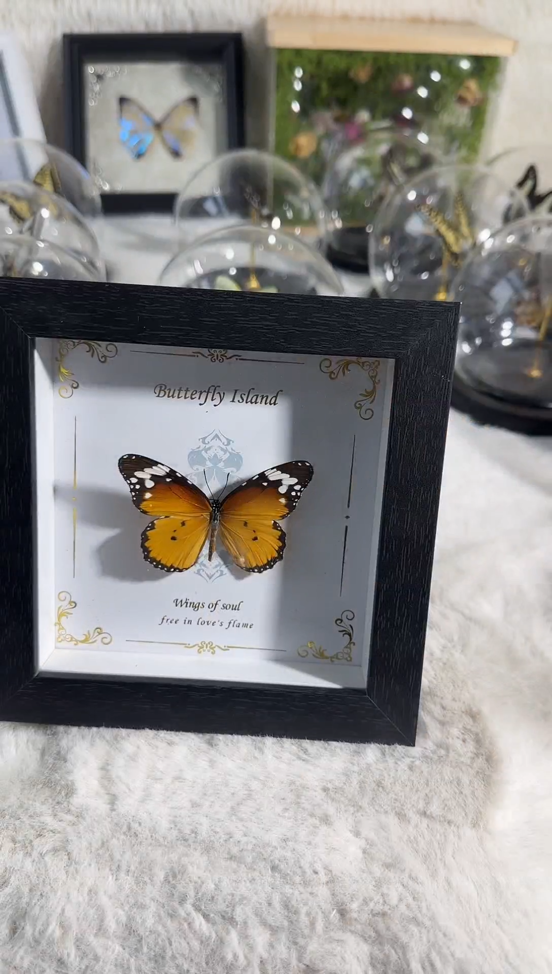 有机玻璃金斑蝶     