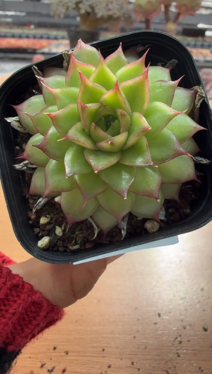 东云多肉园二店-111