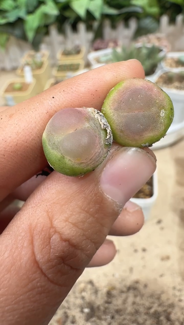 开****x28-173多肉植物肉锥陶抗娘拉登