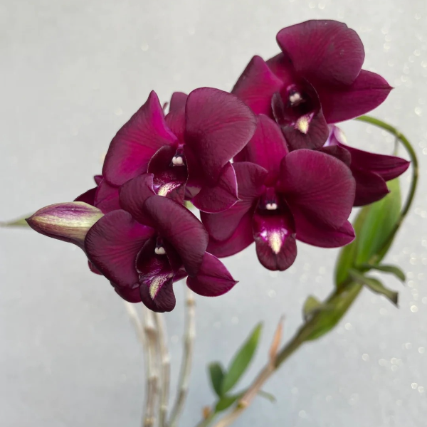 【红龙王秋石斛】珍稀石斛兰带花苞发货多年生开花植物阳台庭院盆栽