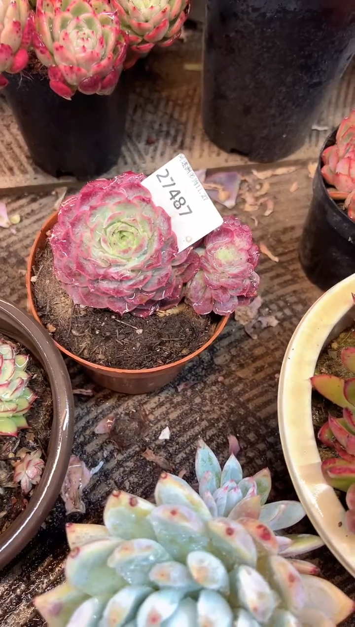 小****8多肉植物一物一拍27487