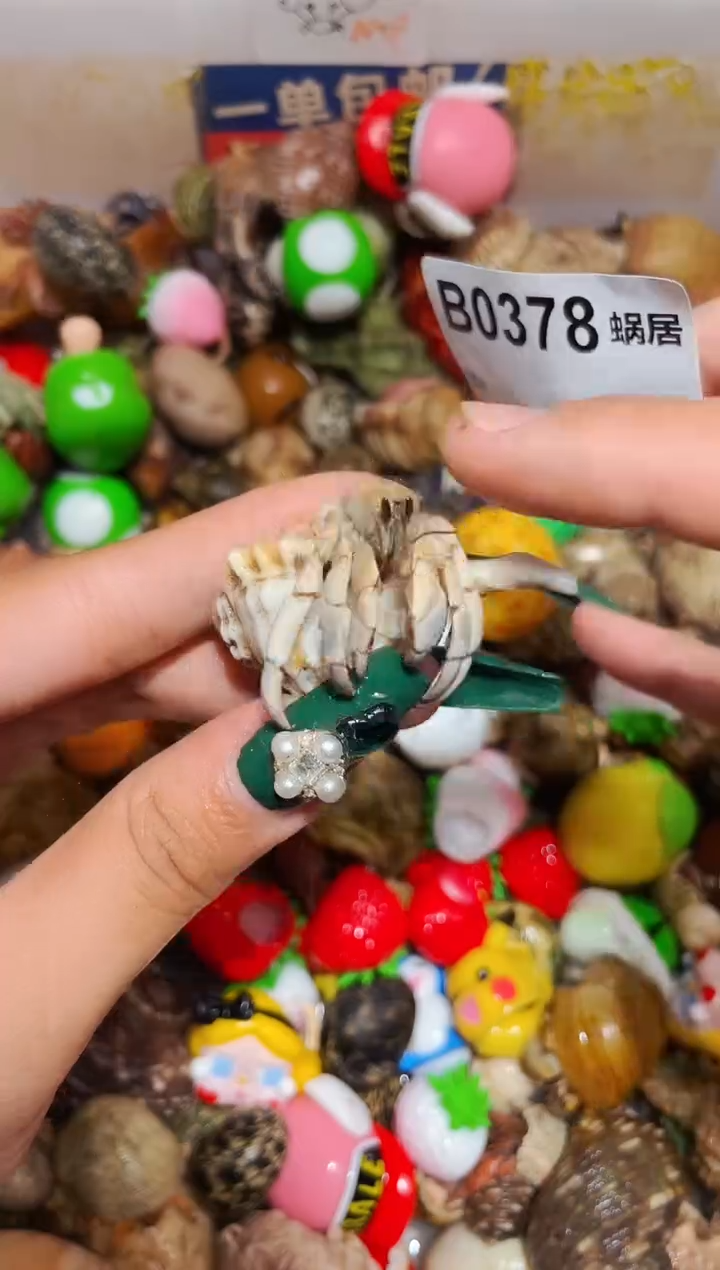 陌派甄选寄居蟹0378