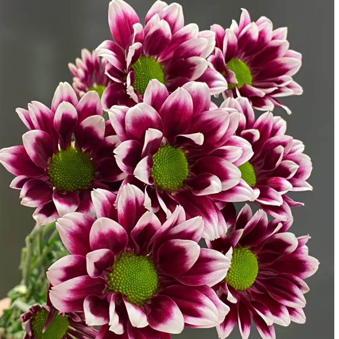  A级稀有银边多头匹诺曹小雏菊10支