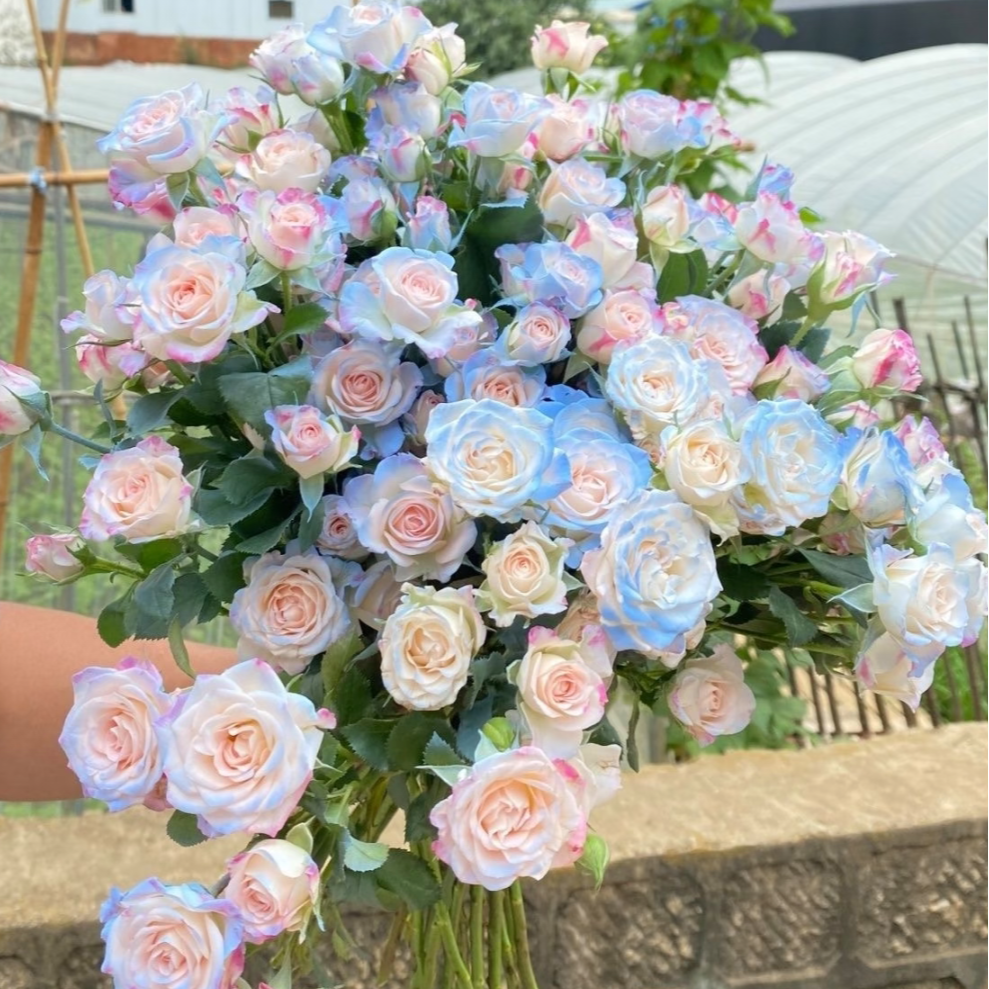 【次日达·碎冰蓝多头折射5枝】家居生活鲜花·全场任意两单顺丰送货上门·今天拍明天到·基地直发现采现发无忧