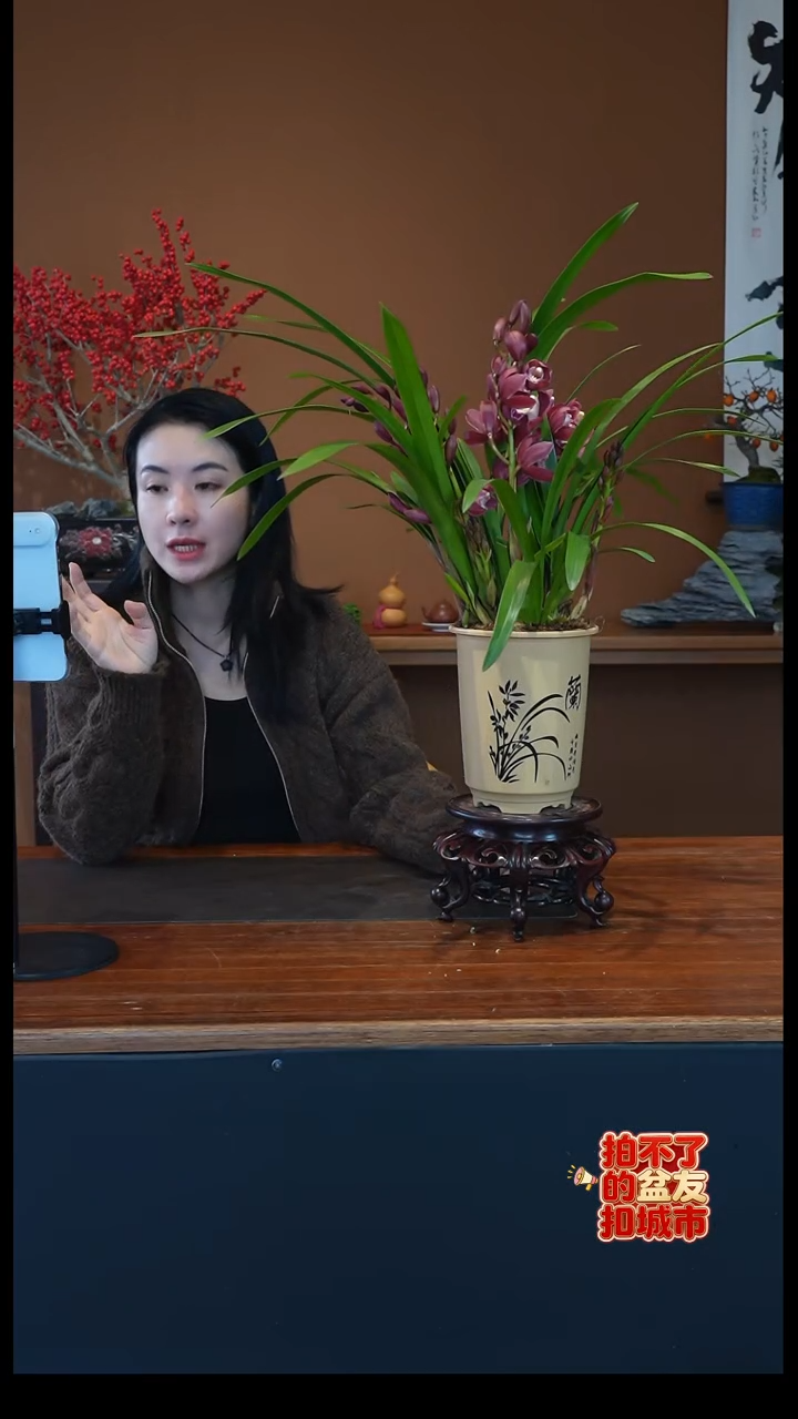 全部花朵红宝石盆景盆景