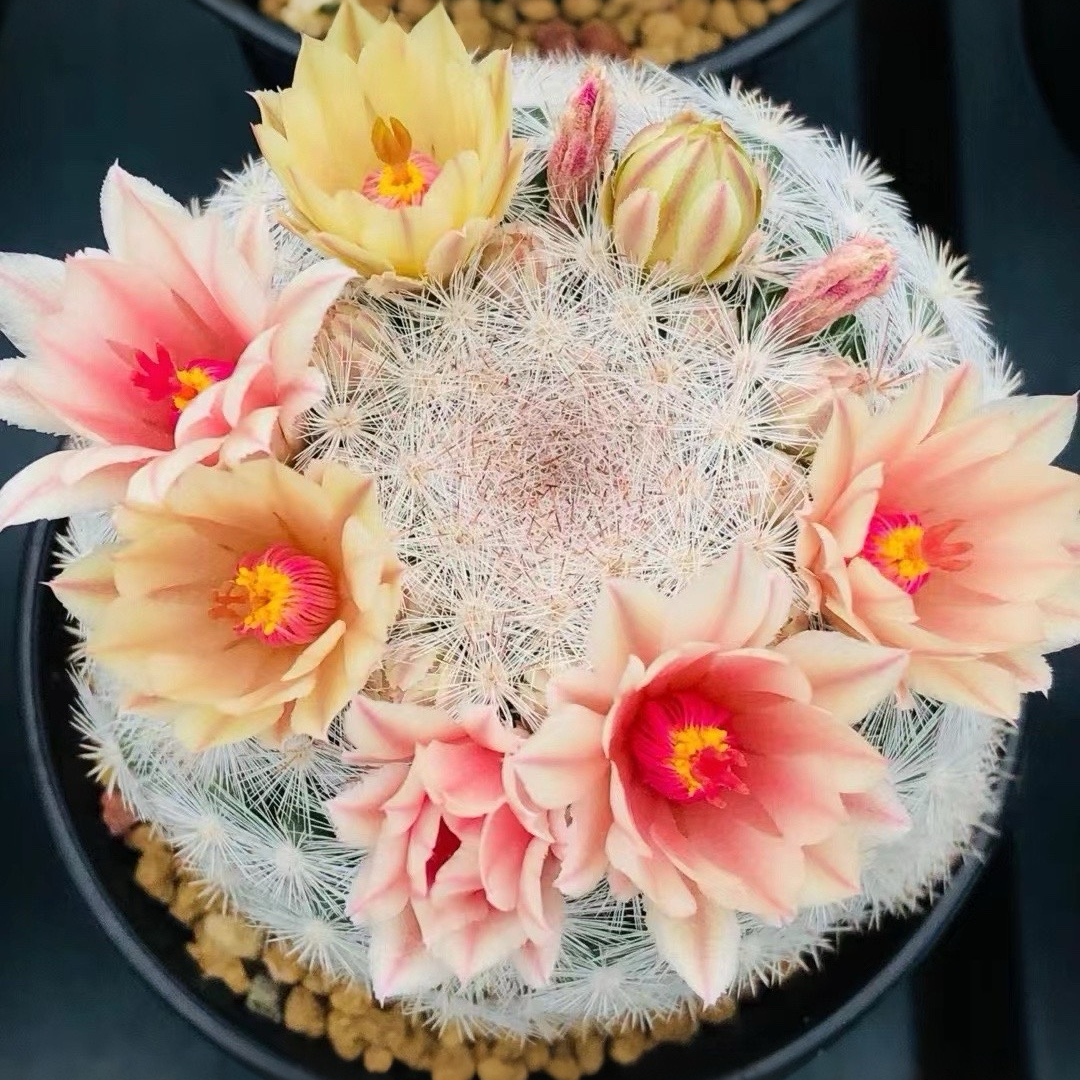 超美一一一多肉植物仙人球景天老桩法师肉锥鲜花绿植陶瓷花盆