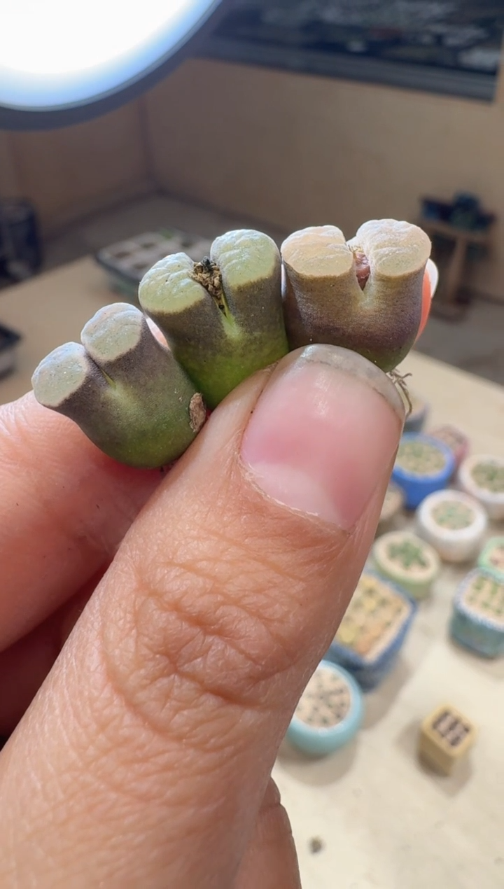 12-59多肉植物肉锥TS巧克力磁铁一颗