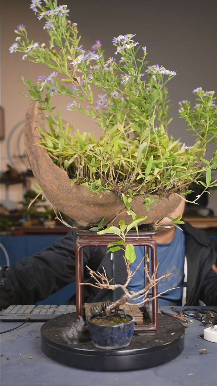 无花朵日*三野草  樱花 送摆件