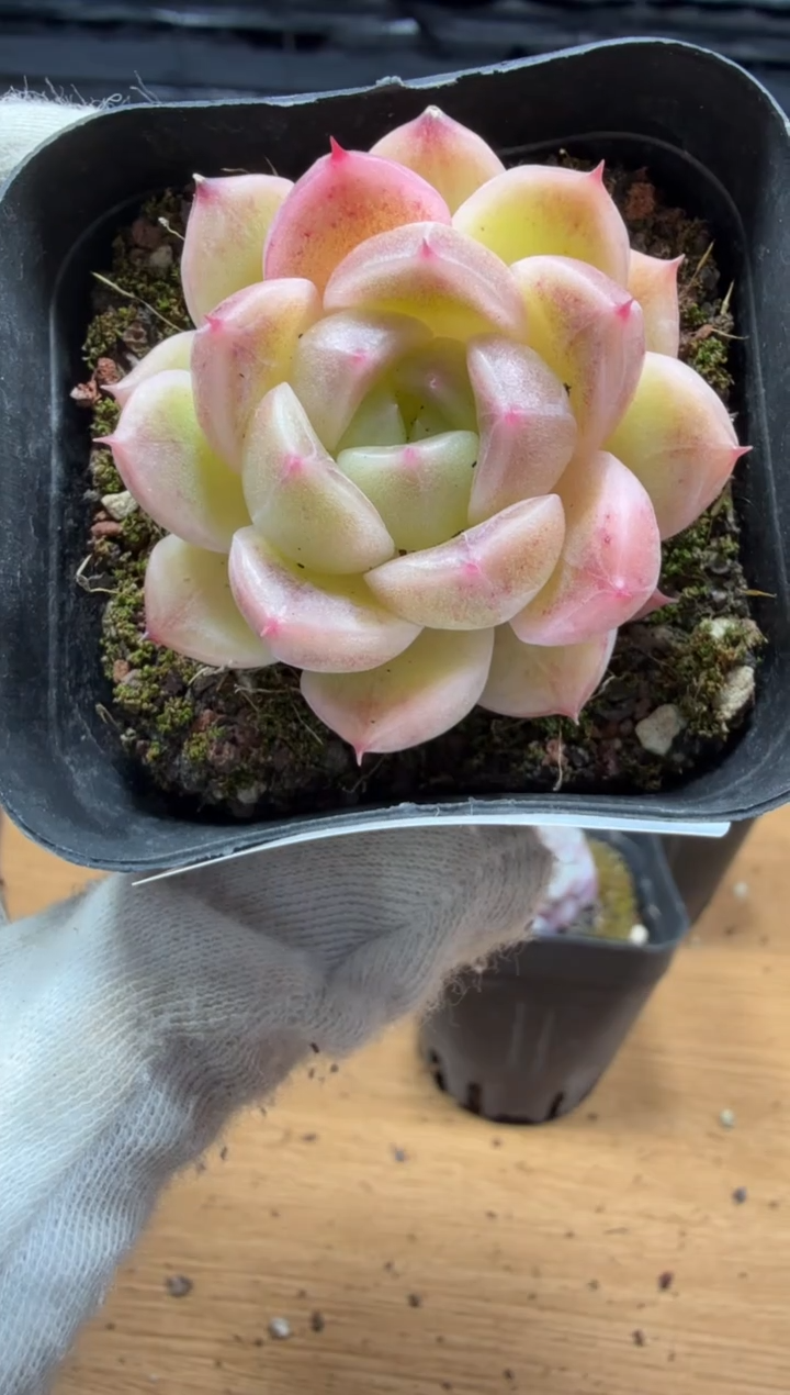 东云多肉园三店-129