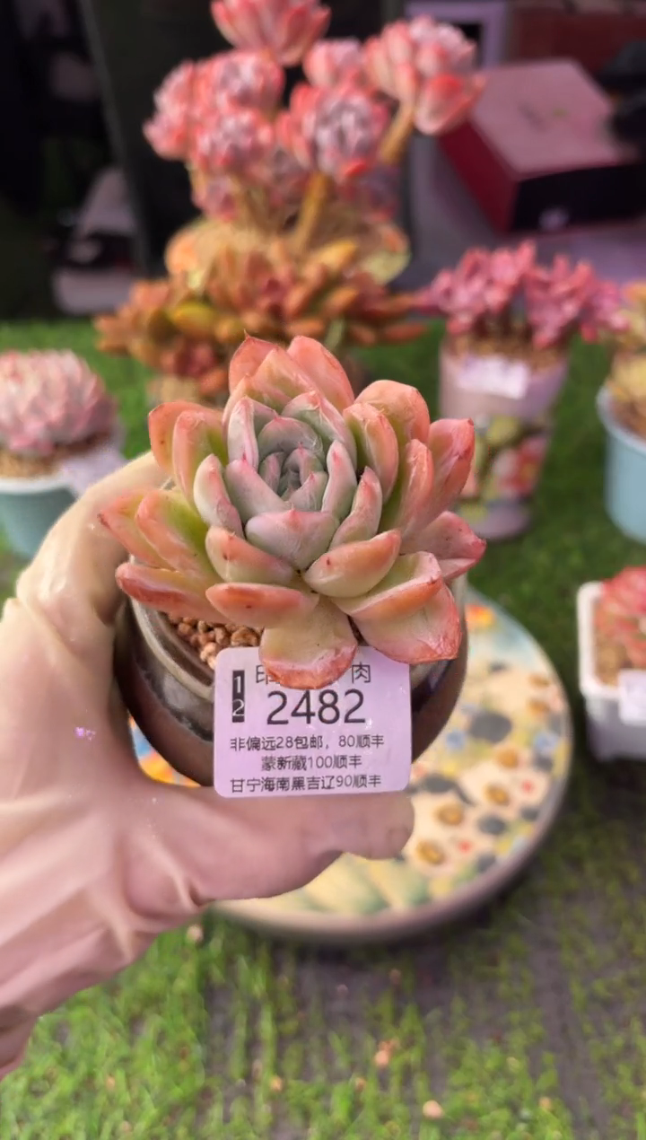 昆明印象多肉2482