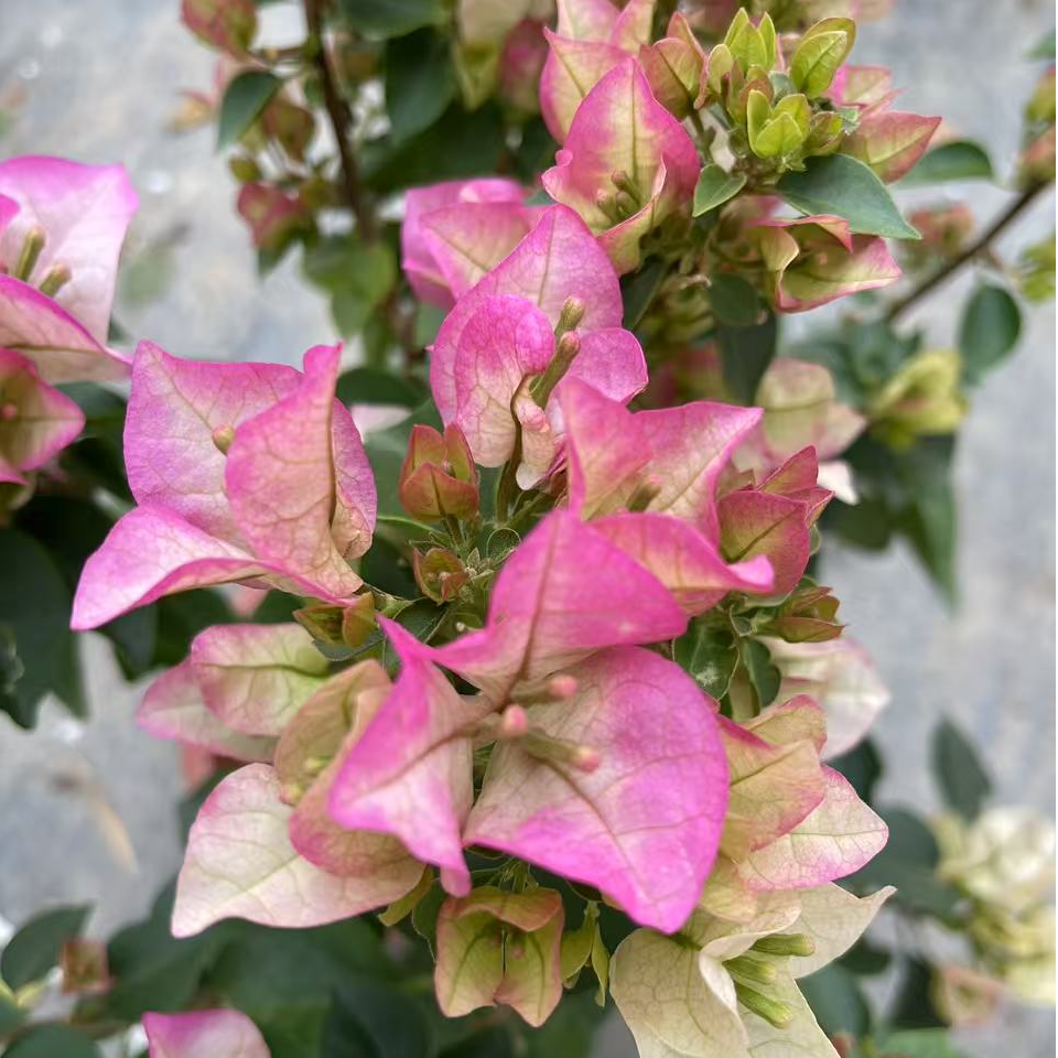 【皇后】 三角梅美丽 鲜花盆栽 带花 冬季原盆带花发基地爬藤