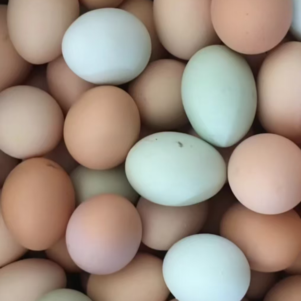 罗山本地散养农家土鸡蛋包邮