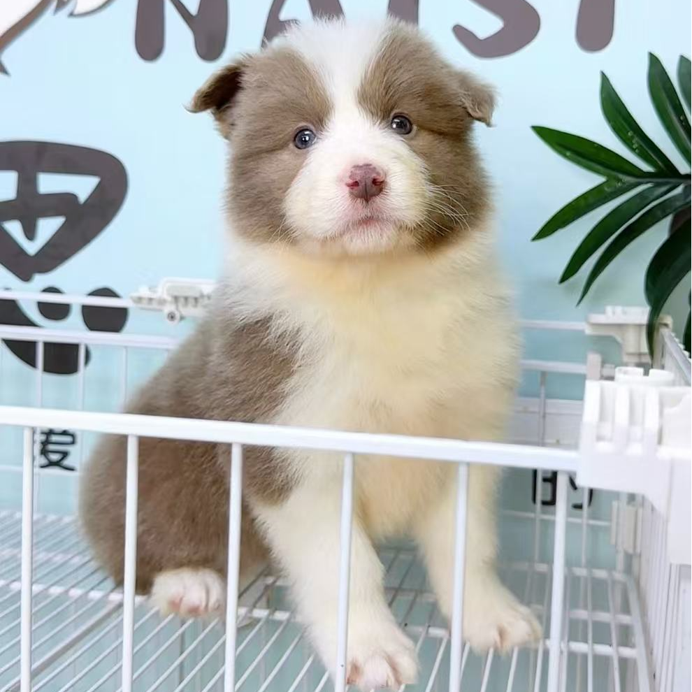 奶思家-丁香边牧母可爱妹妹01151020边境牧羊犬