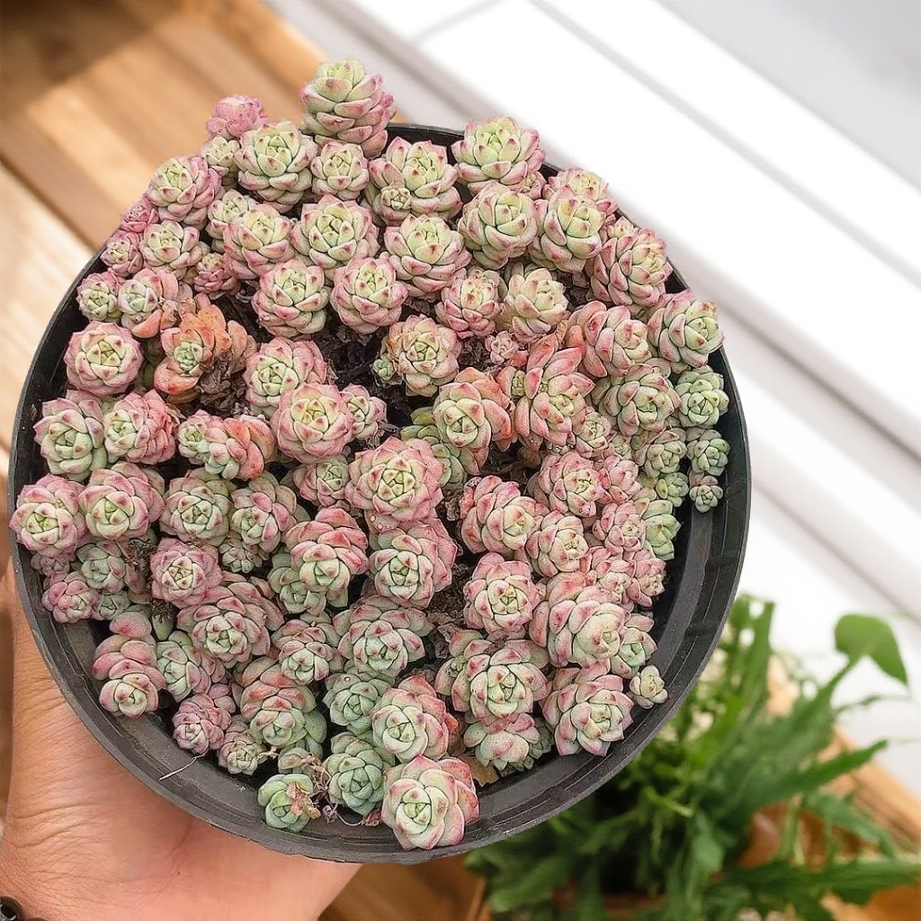 焦糖精灵  （带盆发）耐寒耐热 多肉【满15包邮】 以直播间为准  