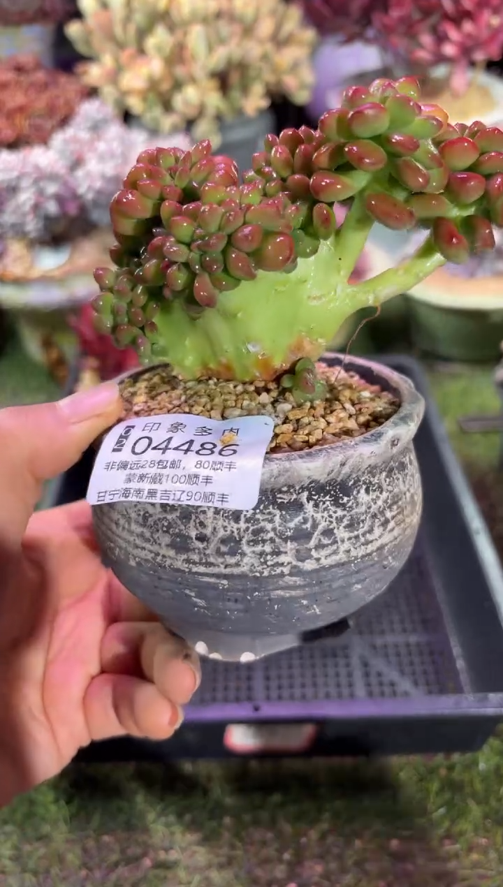 【闪购商品】04486脱土带盆