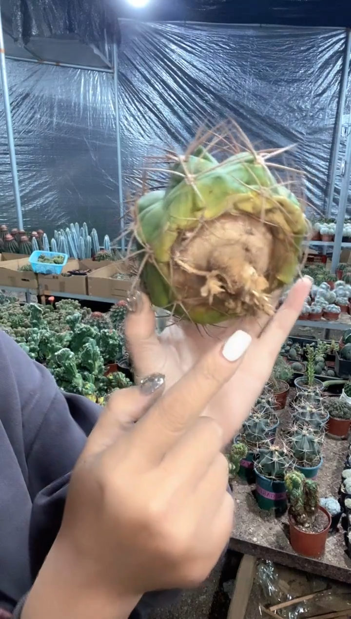 勇**惧实生光灵玉仙人球