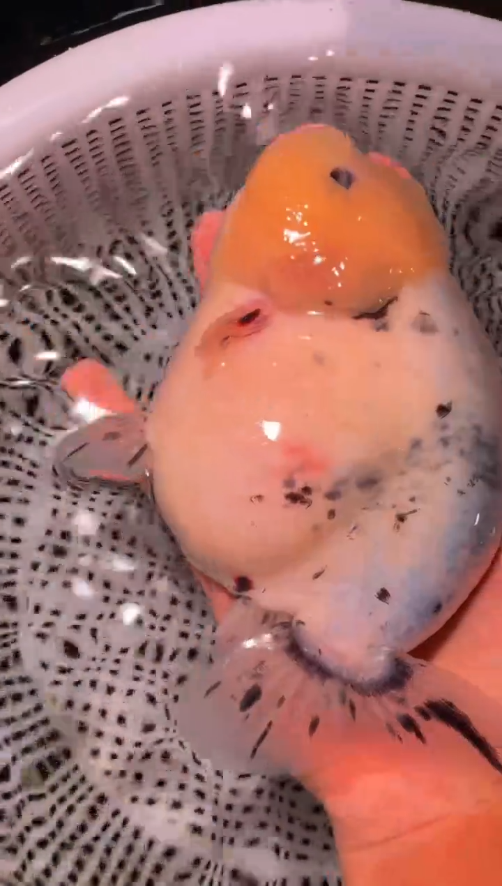 金鱼（运费到付，马印灯下展示）福州追鱼兰寿金鱼