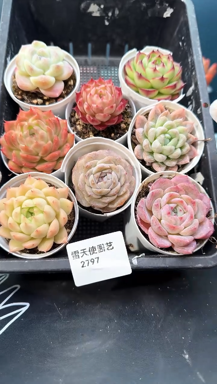 2 797  多肉 8  颗