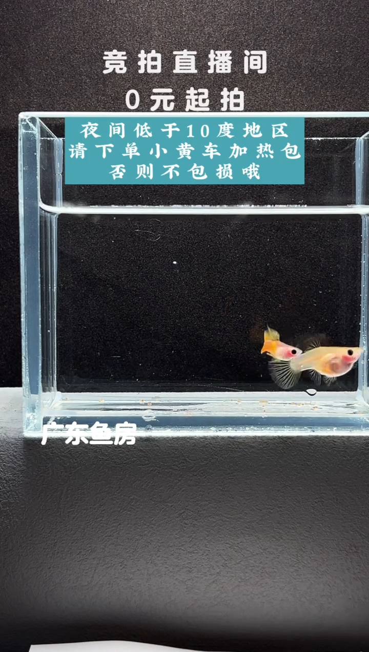 孔雀鱼幻彩串串一对编号56