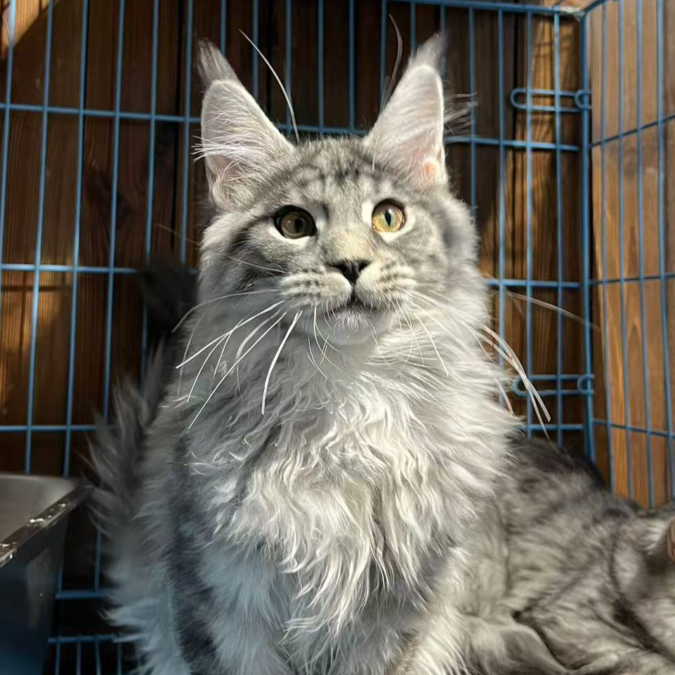 来了姊妹-银虎斑缅因猫 弟弟 20