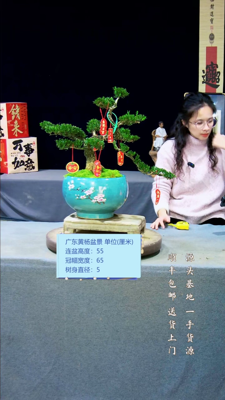 【闪购商品】雀舌皱皮黄杨盆景雀舌皱皮黄杨盆景