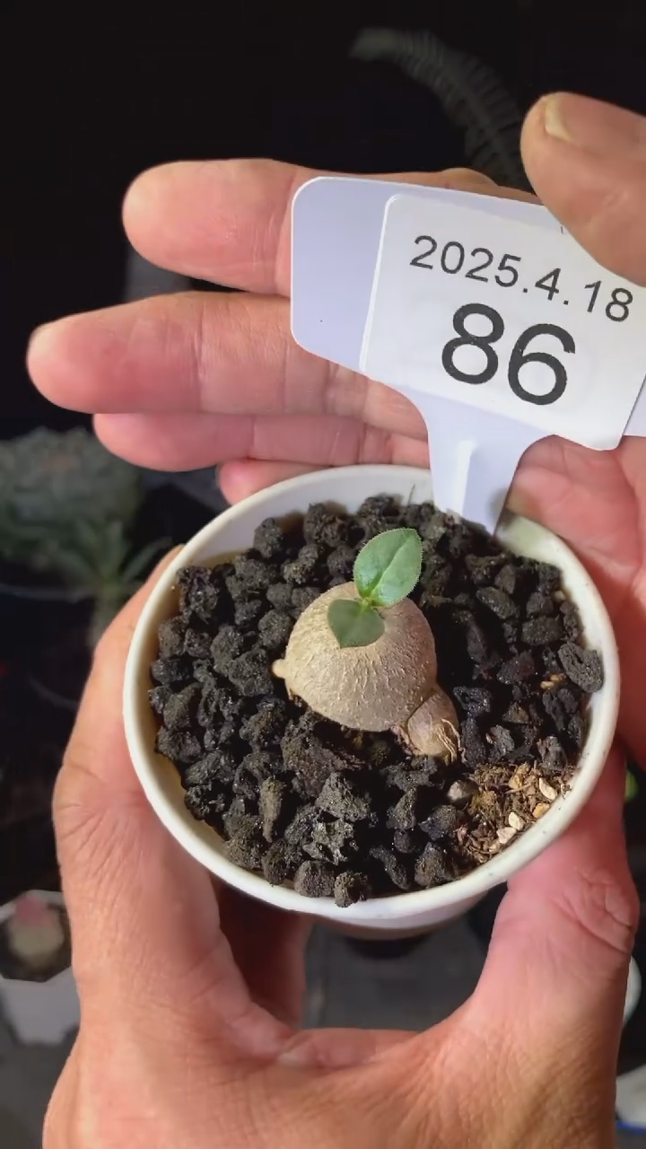 86号4月18日实生龙卵窟 