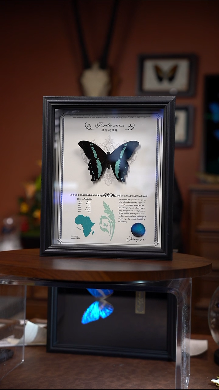 N289   绿霓德凤蝶