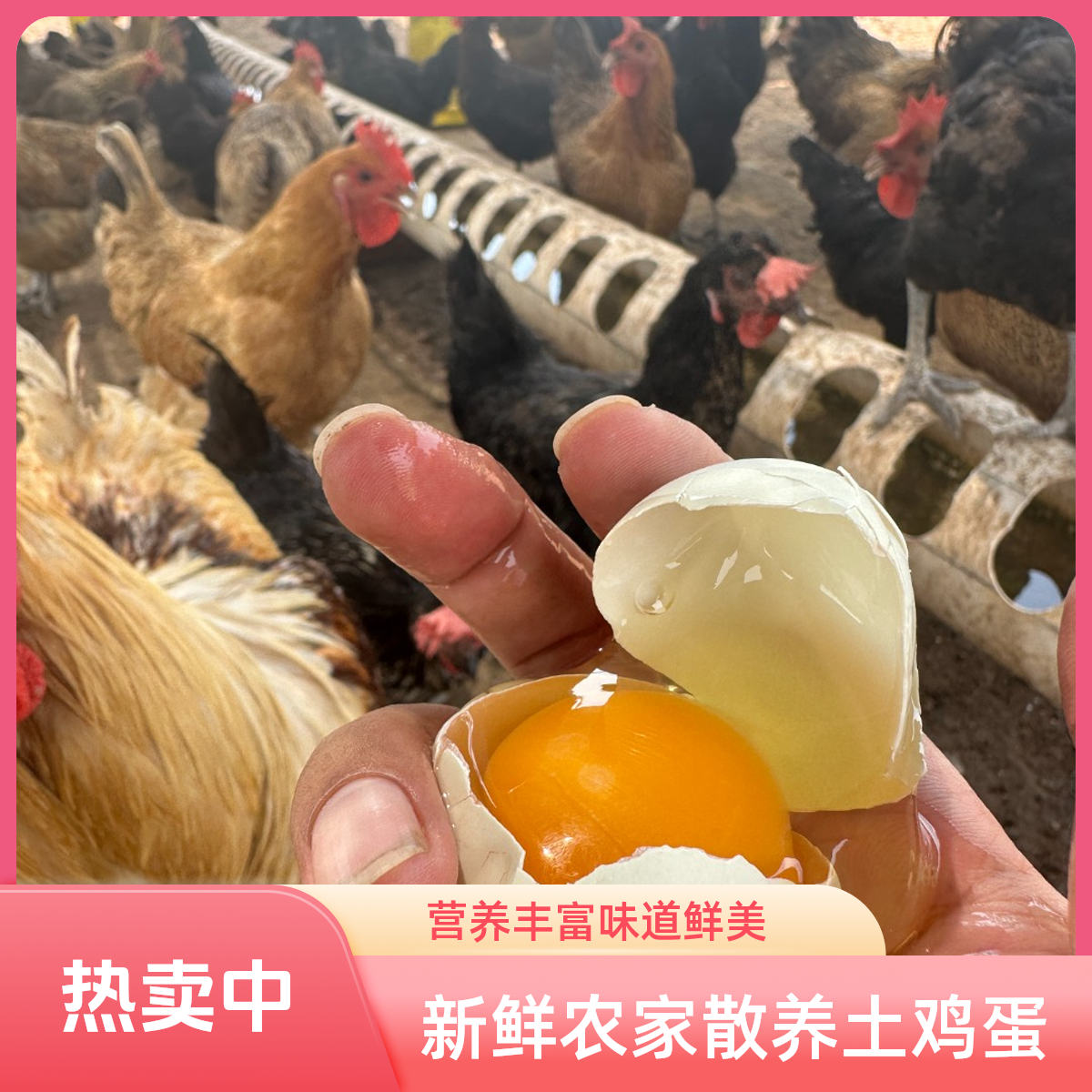 新鲜土鸡蛋柴鸡蛋绿壳蛋混合装农家散养营养丰富