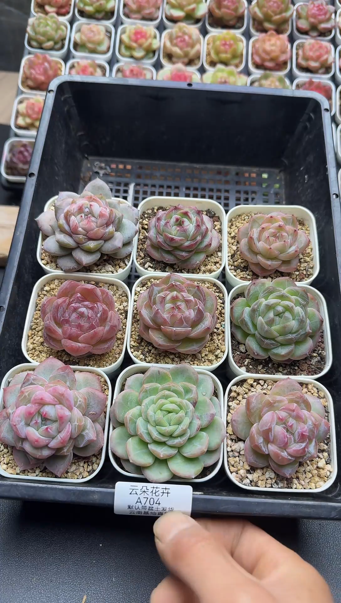 珍妮杂交多肉A704