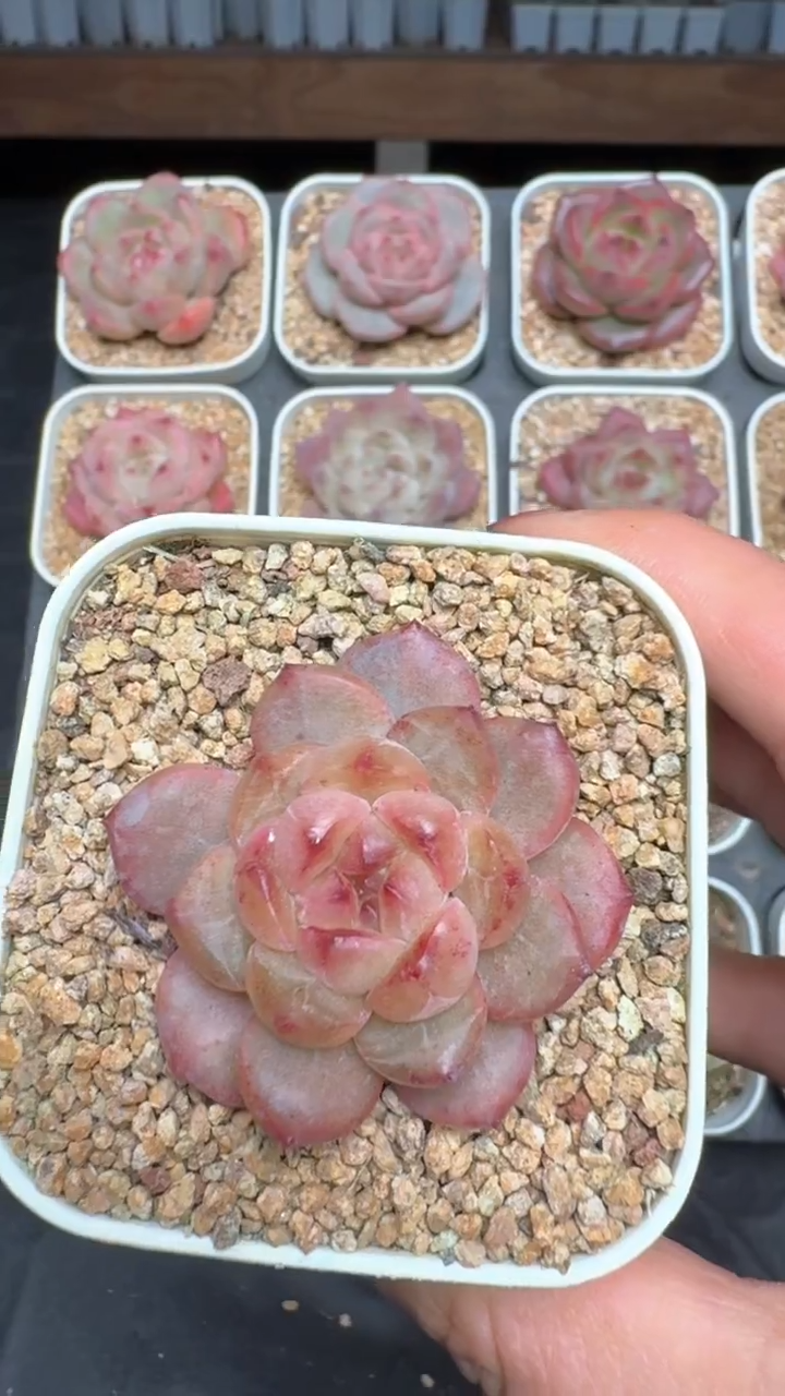 【闪购商品】267号珍妮多肉一物一拍3单包邮