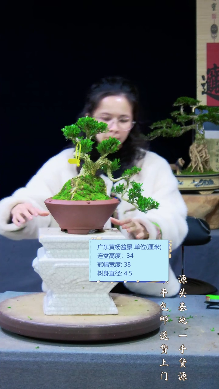 【闪购商品】黄杨盆景艺黄杨盆景艺