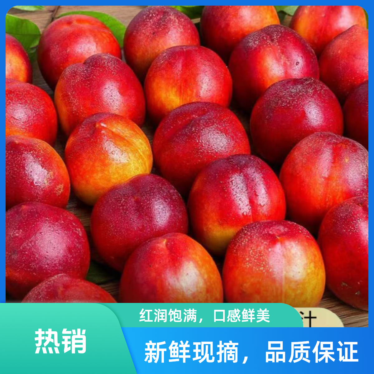 【露天红油桃】河北保定露天种植红油桃现摘现发3-5斤京东次日达当季新鲜水果桃子河北省