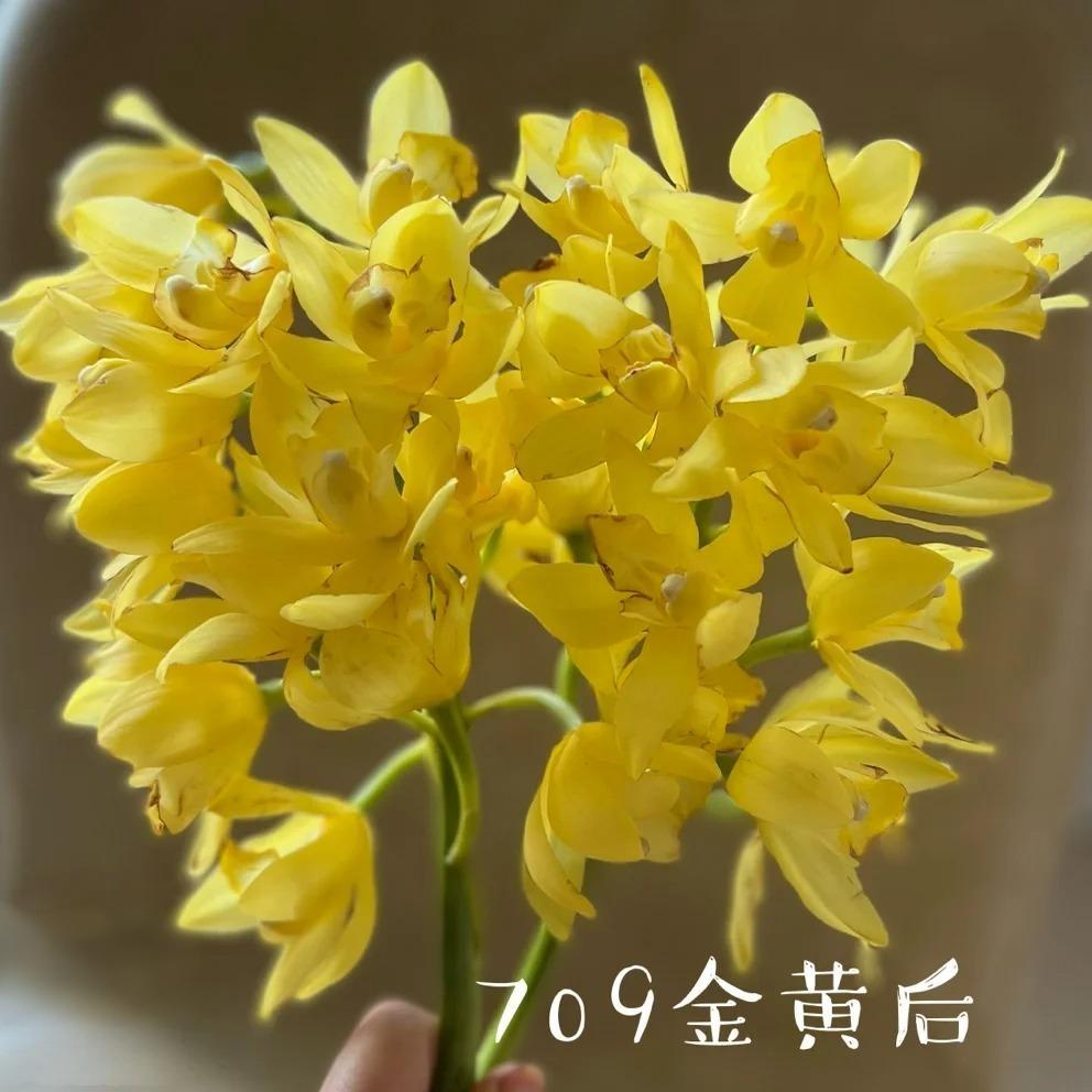 【709金皇后】大花蕙兰 盆栽勤花好养室内养护 年宵花
