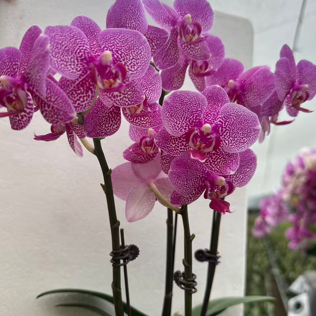 高品质蝴蝶兰（红粉佳人）桌面室内好养绿植花卉盆栽