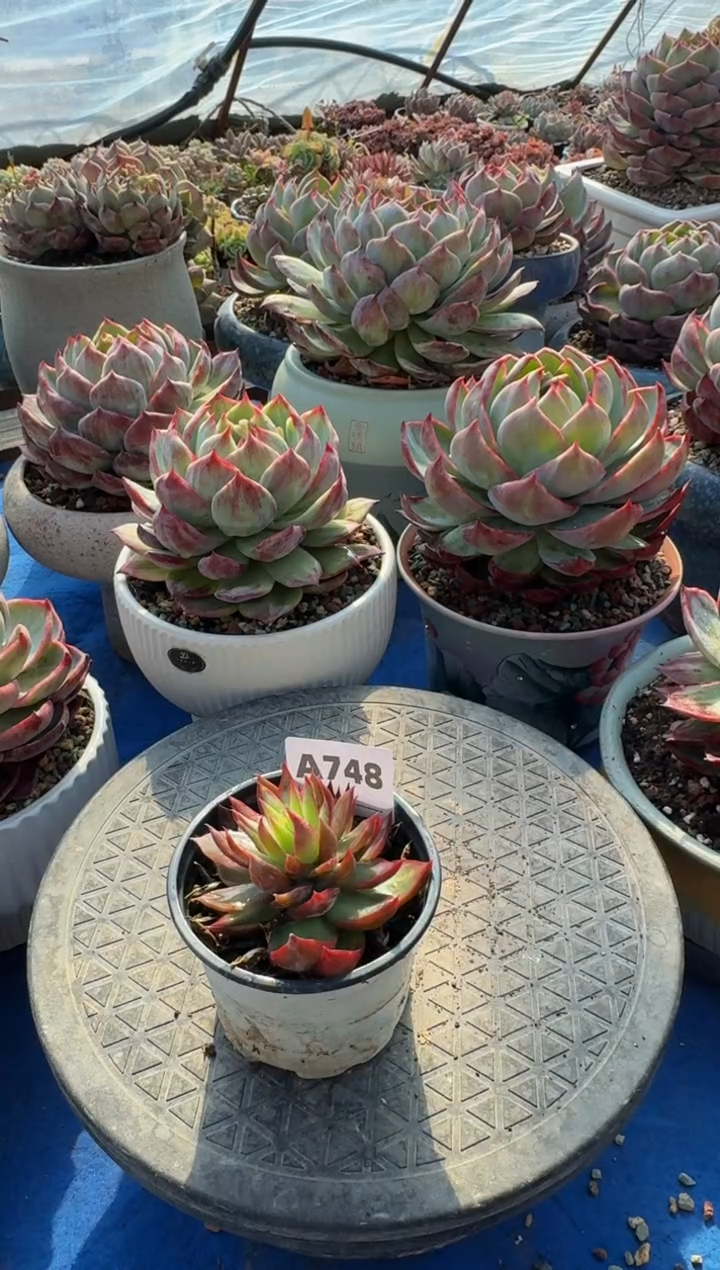 【闪购商品】A748惊鸿仙子（裸根发货）