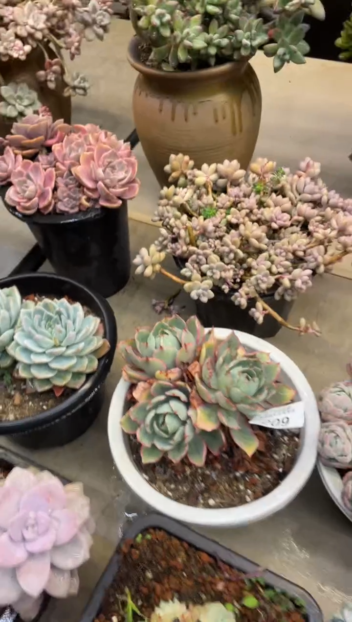 【闪购商品】209赫拉