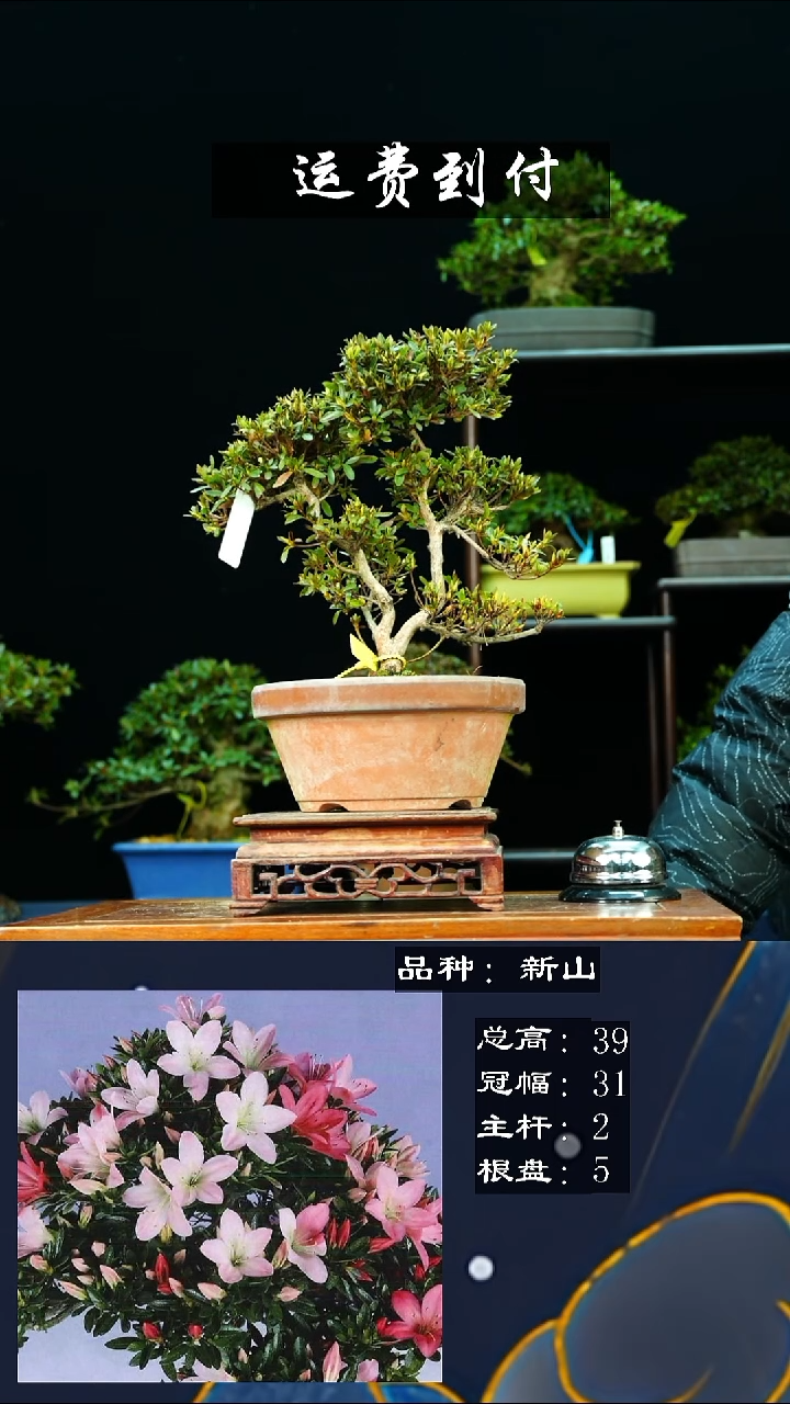 【闪购商品】无S013