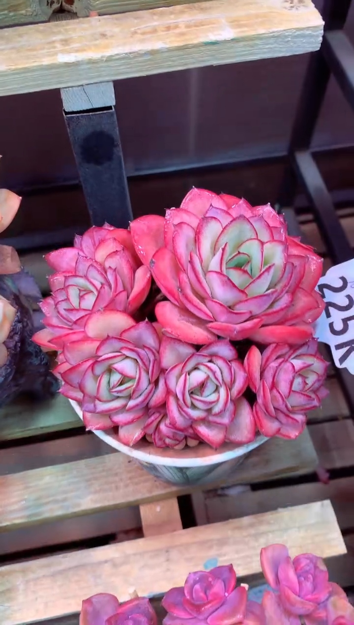 225K（一物一拍，精品多肉，所见即所得 ）