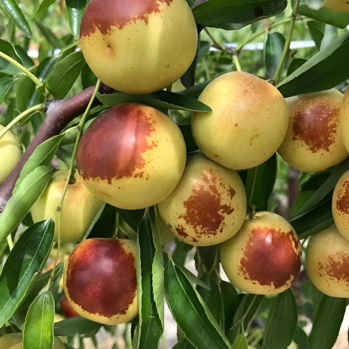 【枣树苗】冰糖枣盘枣冬枣盘龙枣葫芦枣大果耐寒脆甜大枣，