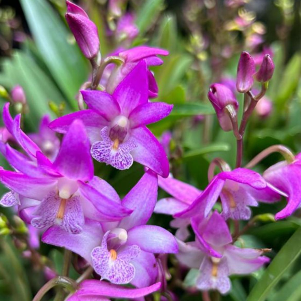 澳洲香水石斛兰花粉紫色客厅阳台室内外高端盆栽好养护花香