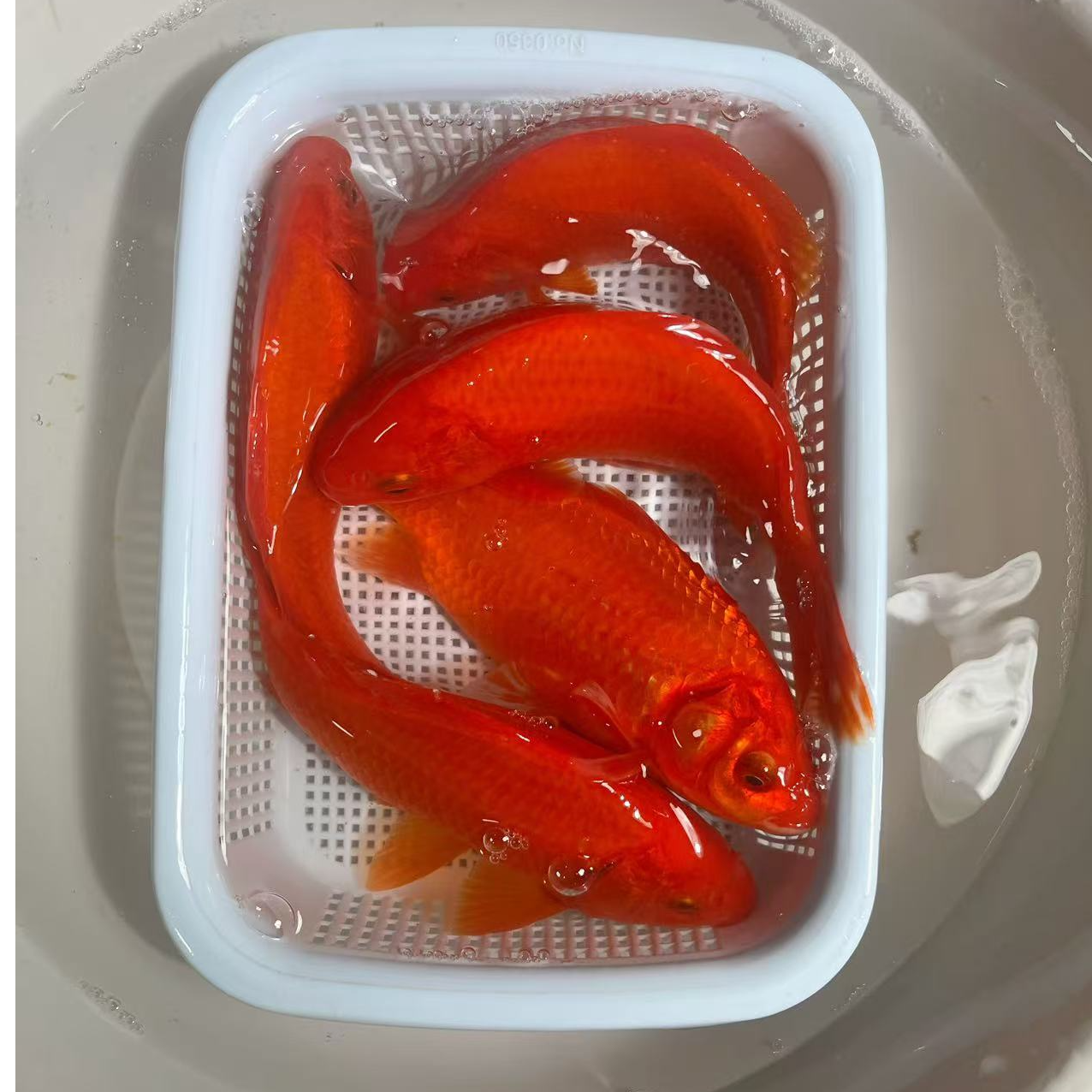 火焰红锦鲫 15-18公分观赏鱼草金鱼冷水鱼好养耐活