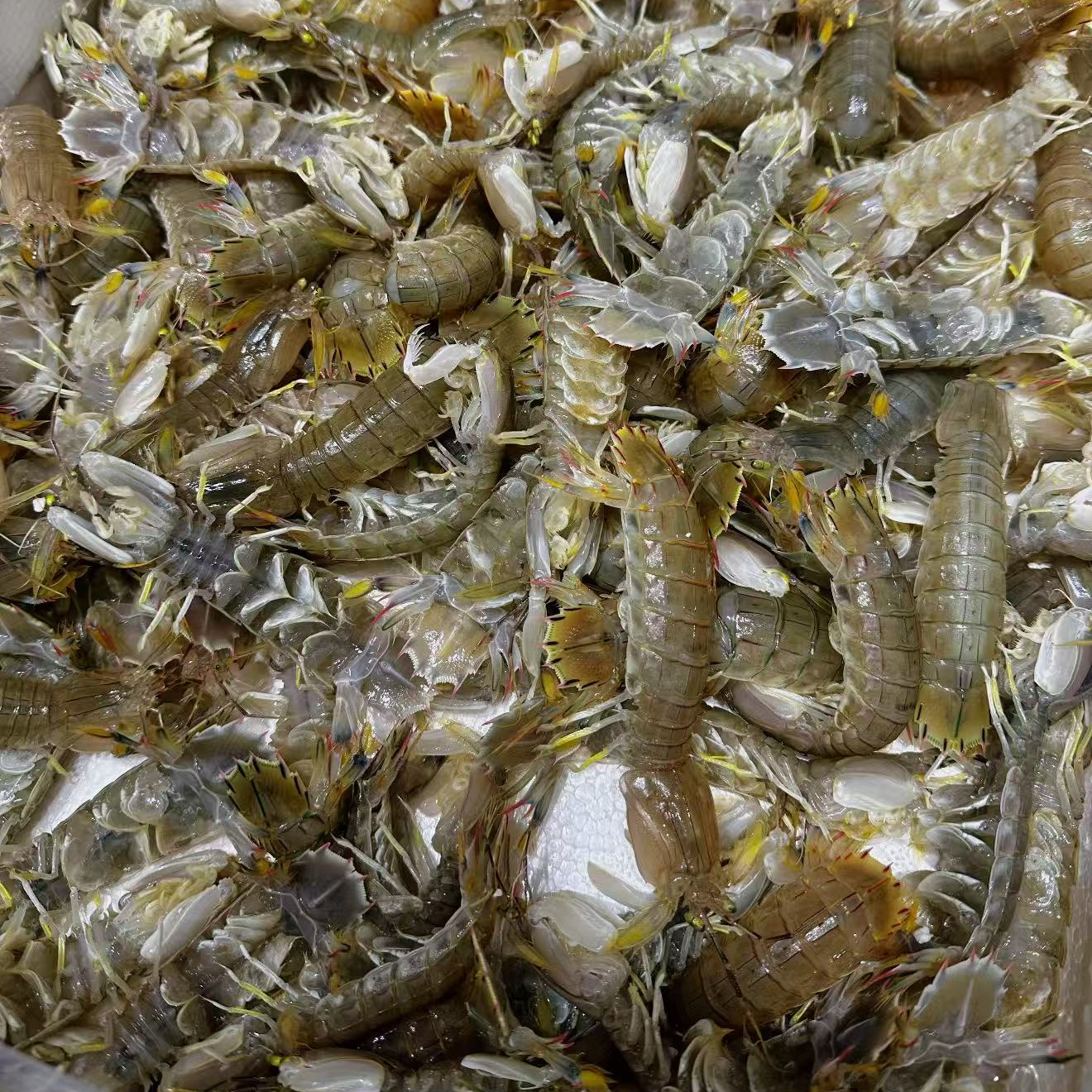 大连本地 虾爬子 中大/大公大母混装 