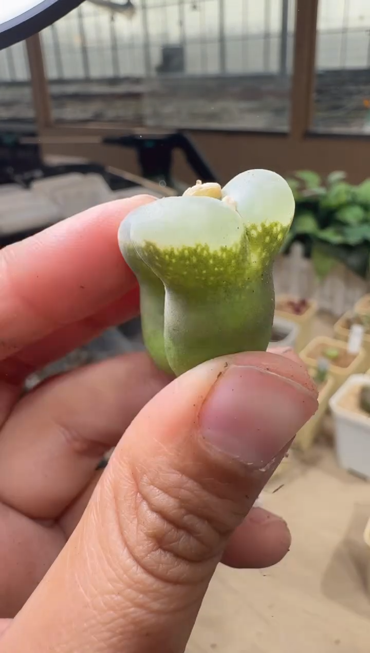 28-243多肉植物肉锥