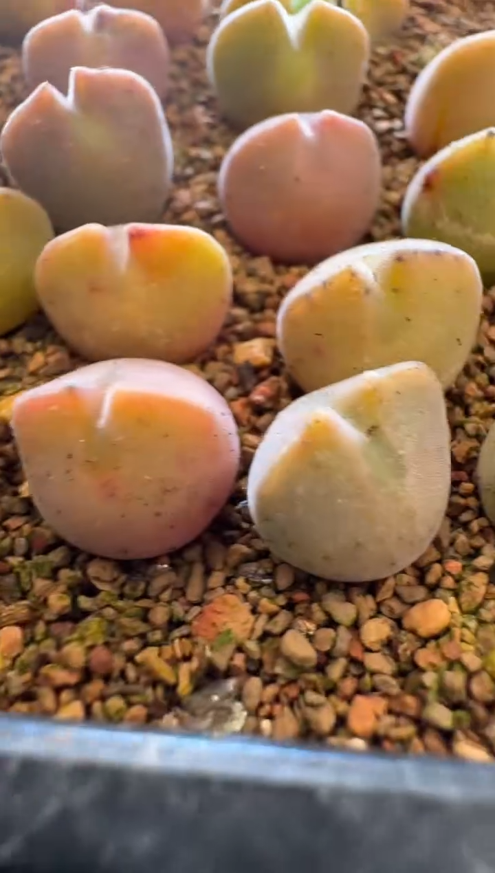 【闪购商品】31-40一颗