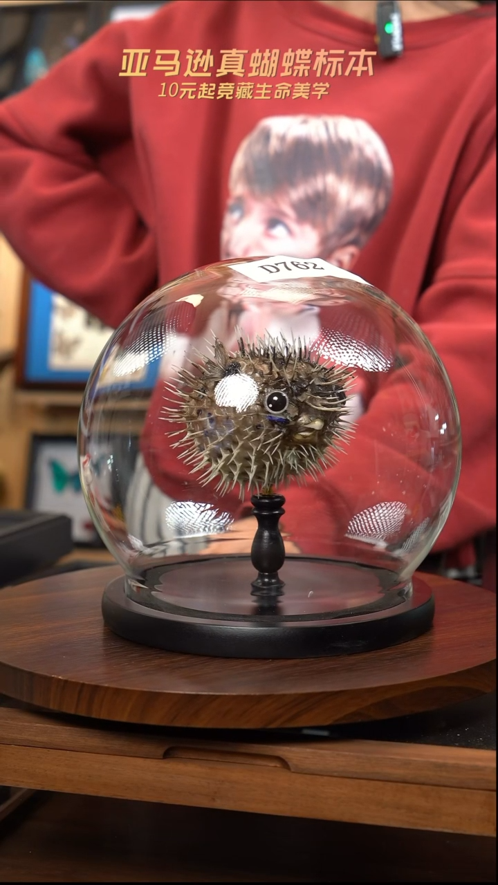 动物标本摆件竞拍d762