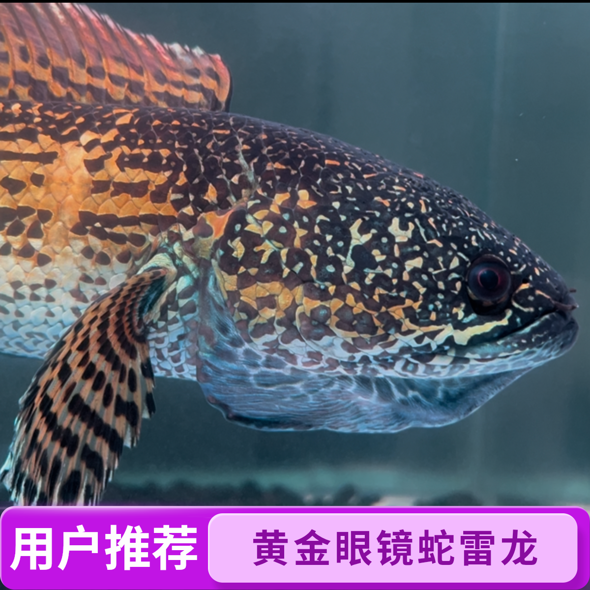 黄金眼镜蛇直播间专拍，请勿单拍，联系客服