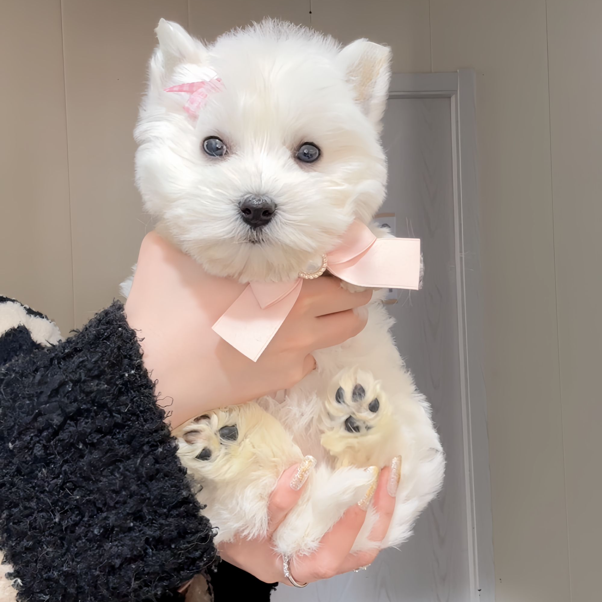 纯种西高地妹妹幼犬活体家养宠物狗小狗014100包犬瘟犬细小365天