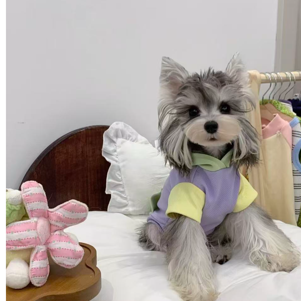 【麦麦家的雪纳瑞】雪纳瑞浅椒盐梦幻色宠物活体小狗狗