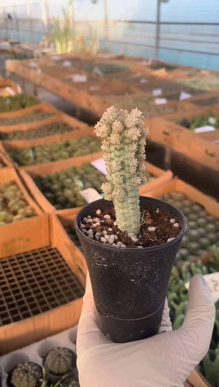 万象盆 白桦麒麟，带盆发货