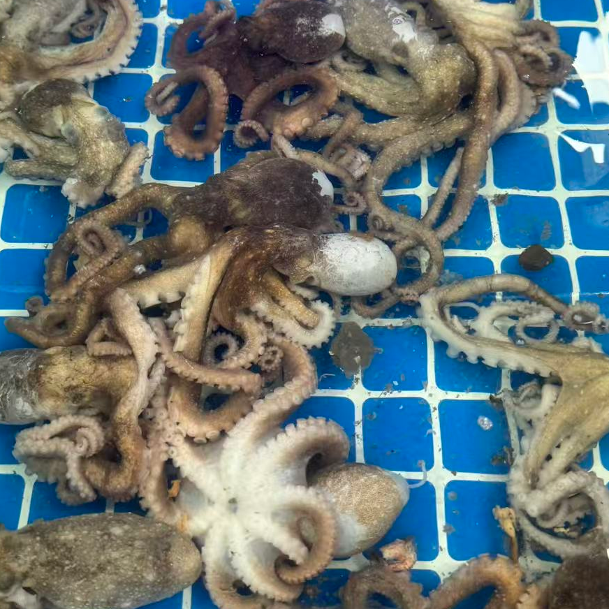 鲜活八爪长腿鱿鱼三斤装【保鲜不保活】